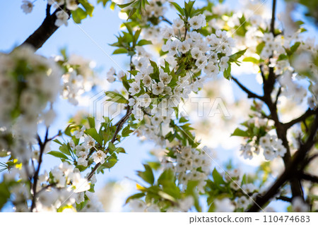 Fruit tree twigs with blooming white and pink petal flowers in spring garden. 110474683