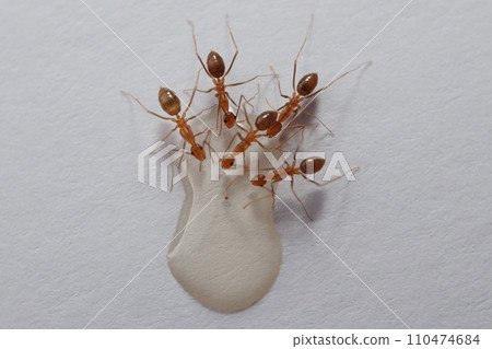 Ants and aphids on a white background. Macro photo. 110474684