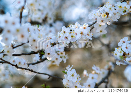 Fruit tree twigs with blooming white and pink petal flowers in spring garden. Fruit tree twigs with blooming white and pink petal flowers in spring garden. 110474686