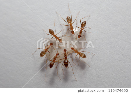 Ants and aphids on a white background. Macro photo. 110474690