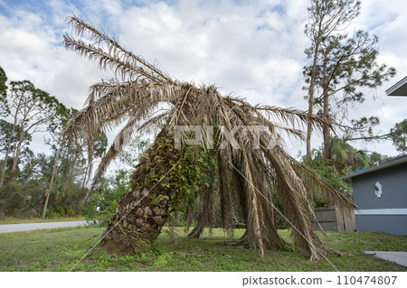 Dry dead palm tree on Florida home backyard 110474807