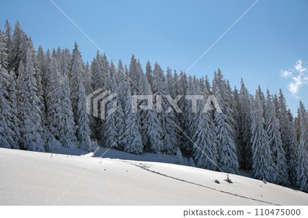 Bright winter landscape with pine trees covered with fresh fallen snow in mountain forest on cold wintry day. 110475000