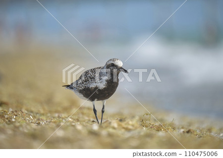 Black-Bellied Plover wild sea birdlooking for food on seaside in summer 110475006