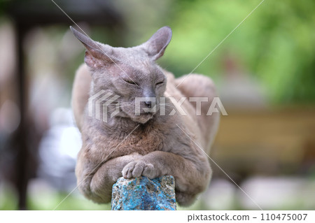 Big gray angry looking Sphinx breed stray cat resting on steet outdoors in summer 110475007