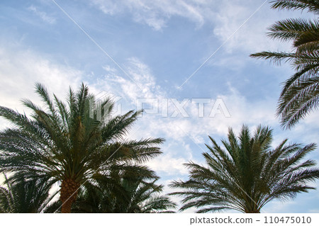 Beautiful green coconut palm trees on tropical beach against blue sky. Summer vacation concept Beautiful green coconut palm trees on tropical beach against blue sky. Summer vacation concept 110475010