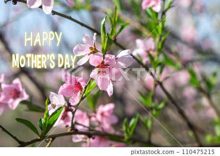 Mothers Day text overlays a delicate backdrop of pink cherry blossoms symbolizing love and appreciation during springtime. 110475215