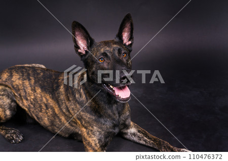 Dutch shepherd dog sitting isolated on a dark yellow red background 110476372