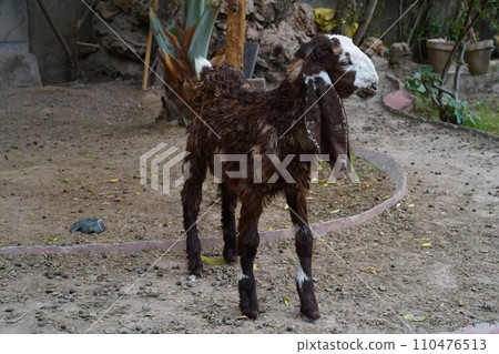 Brown little goat with long ears, Kamori breed in profile close-up. A young animal of dairy and meat farming in Pakistan. Brown little goat with long ears, Kamori breed in profile close-up. A young animal of dairy and meat farming in Pakistan. 110476513
