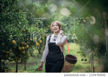 A happy woman farmer is working in orchard or orange farm. 110476600