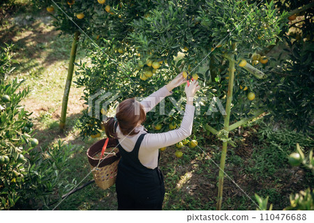 A happy woman farmer harvesting orange in orchard or orange farm. 110476688