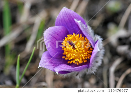 Purple greater pasque flower - Pulsatilla grandis - with bright yellow center growing in dry grass, close up macro detail 110476977