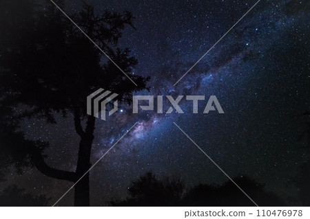 Night sky with Milkyway galaxy over tree silhouettes, as seen from Madagascar coast 110476978