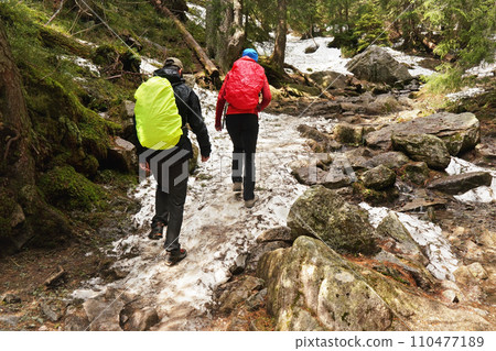 Two hikers wearing jackets cevered with rain coats, walking in forest, snow covered stones and roots on ground, trees at background, view from behind Two hikers wearing jackets cevered with rain coats, walking in forest, snow covered stones and roots on ground, trees at background, view from behind 110477189