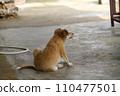 在動物收容所獲救的狗 在動物收容所獲救的狗 110477501
