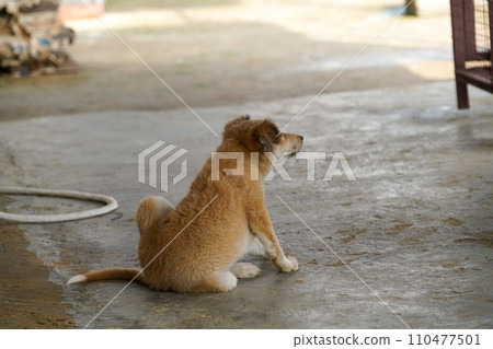 在動物收容所獲救的狗 在動物收容所獲救的狗 110477501