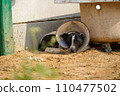 在動物收容所獲救的狗 在動物收容所獲救的狗 110477502