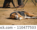 在動物收容所獲救的狗 在動物收容所獲救的狗 110477503