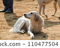 在動物收容所獲救的狗 在動物收容所獲救的狗 110477504