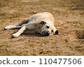 在動物收容所獲救的狗 在動物收容所獲救的狗 110477506