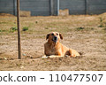 在動物收容所獲救的狗 在動物收容所獲救的狗 110477507