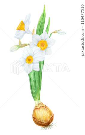 Narcissus, watercolor illustration of daffodils with bulb. Hand drawn watercolor painting of spring garden flower. White yellow botanical collection for greeting, wedding, Easter, Mothers day print 110477510