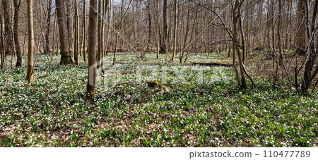 Lovely white and wild Snowflake Leucojum vernum Flowers in a german forest. 110477789