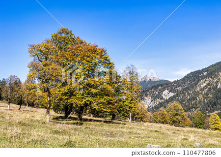 maple trees at Ahornboden, Karwendel mountains, Tyrol, Austria 110477806