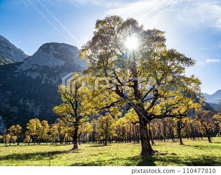 maple trees at Ahornboden, Karwendel mountains, Tyrol, Austria maple trees at Ahornboden, Karwendel mountains, Tyrol, Austria 110477810