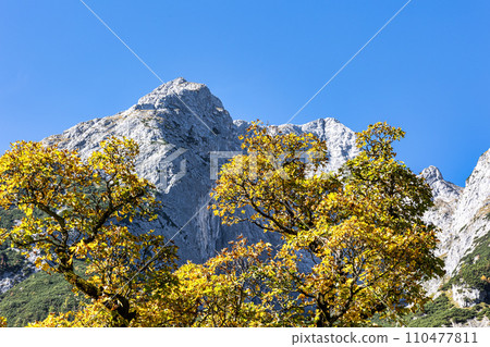 maple trees at Ahornboden, Karwendel mountains, Tyrol, Austria maple trees at Ahornboden, Karwendel mountains, Tyrol, Austria 110477811