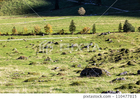 maple trees at Ahornboden, Karwendel mountains, Tyrol, Austria 110477815