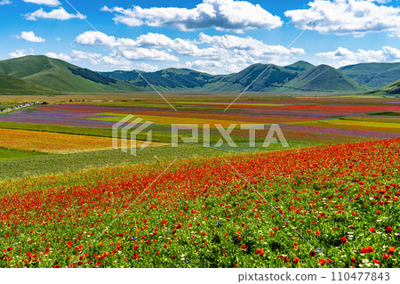 Lentil flowering with poppies and cornflowers in Castelluccio di Norcia, Italy Lentil flowering with poppies and cornflowers in Castelluccio di Norcia, Italy 110477843