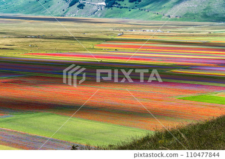 Lentil flowering with poppies and cornflowers in Castelluccio di Norcia, Italy 110477844