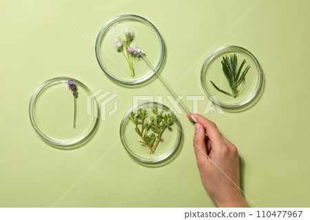 Herbal medicine, concept of herbal medicine research Herbal medicine, concept of herbal medicine research 110477967