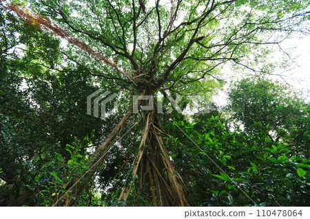 Yakushima primeval forest Yakushima primeval forest 110478064