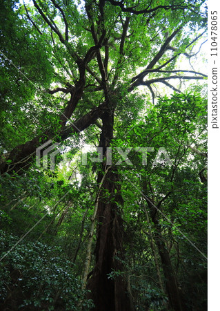 Yakushima primeval forest 110478065