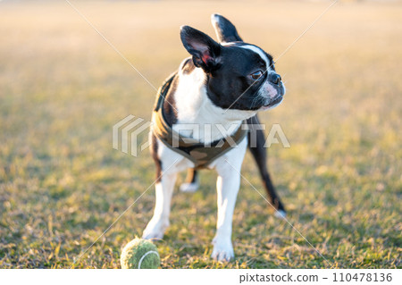 Boston Terrier Boston Terrier 110478136