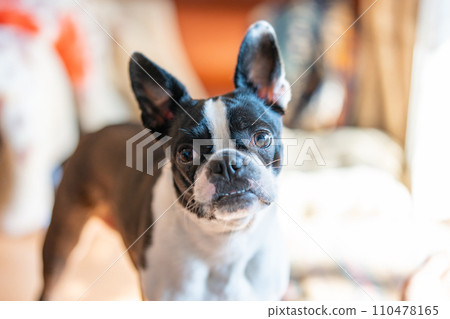 Boston Terrier 110478165