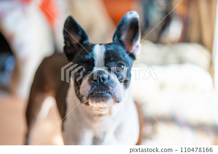 波士頓梗 波士頓梗 110478166