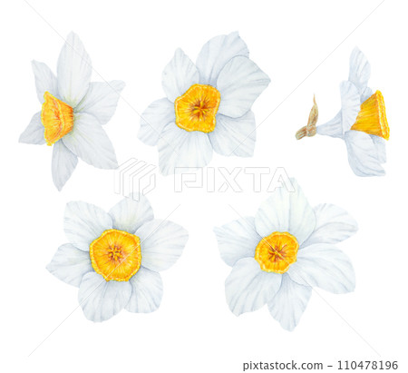 Narcissus, watercolor illustration of daffodils. Hand drawn watercolor painting set, collection of flower elements. White and yellow botanical painting for greeting, wedding, Easter, Mothers day print Narcissus, watercolor illustration of daffodils. Hand drawn watercolor painting set, collection of flower elements. White and yellow botanical painting for greeting, wedding, Easter, Mothers day print 110478196