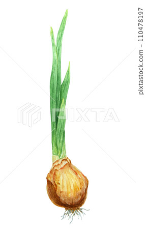 Bulb of plant, flower. Watercolor hand drawn illustration of narcissus, onion, tulip, hyacinth. Botanical painting of spring garden flower for greeting, wedding, Easter, Mothers day, farmers prints Bulb of plant, flower. Watercolor hand drawn illustration of narcissus, onion, tulip, hyacinth. Botanical painting of spring garden flower for greeting, wedding, Easter, Mothers day, farmers prints 110478197