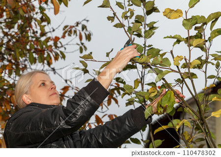 Fruit tree pruning. Garden scissors. With the help of garden scissors, gardener cuts tree branches 110478302
