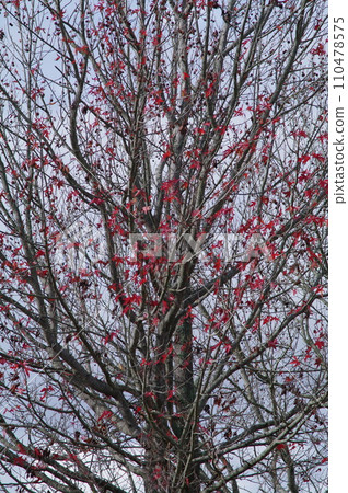 Autumn leaves landscape 110478575