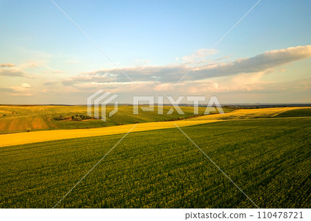 Aerial view of bright green agricultural farm field with growing rapeseed plants at sunset. Aerial view of bright green agricultural farm field with growing rapeseed plants at sunset. 110478721