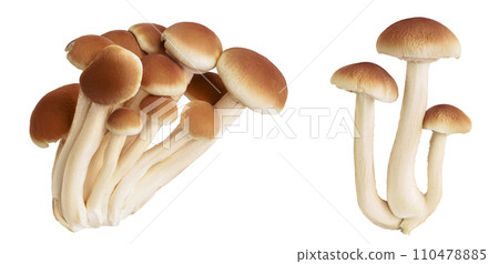 honey fungus mushrooms isolated on white background with full depth of field 110478885