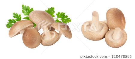 Fresh Shiitake mushroom isolated on white background with full depth of field. Fresh Shiitake mushroom isolated on white background with full depth of field. 110478895
