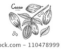 Cocoa tropical fruit template set. Hand drawn sketch vector Cocoa beans, leaves and text isolated on white background. Vector Illustration for cafe, shop, menu.  110478999