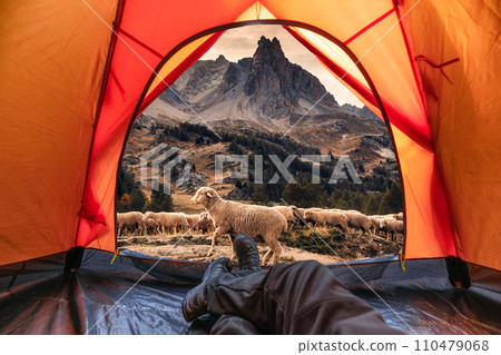 View from inside a tent of tourist relaxnig and enjoying with herd of sheep walking through in Claree Valley on autumn at French Alps View from inside a tent of tourist relaxnig and enjoying with herd of sheep walking through in Claree Valley on autumn at French Alps 110479068