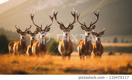 deer standing on top of a grass covered field 110479117