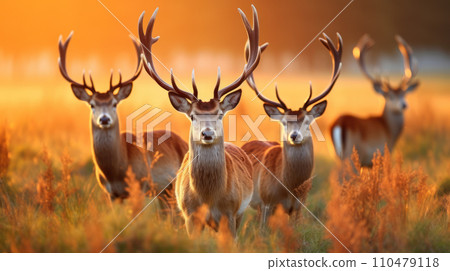 deer standing on top of a grass covered field 110479118