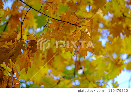 Vibrant autumn leaves in a blur of yellow and orange hues with clear blue sky background. Vibrant autumn leaves in a blur of yellow and orange hues with clear blue sky background. 110479220